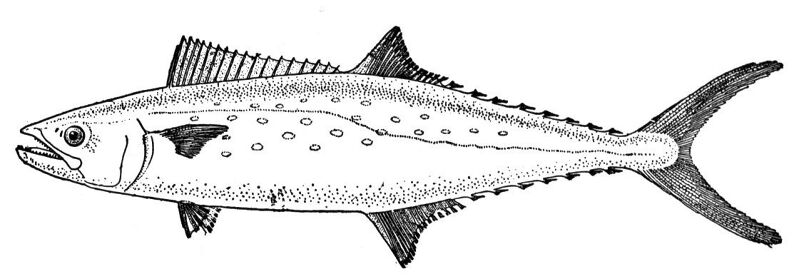 Desenho de Peixes para colorir e imprimir: número 34