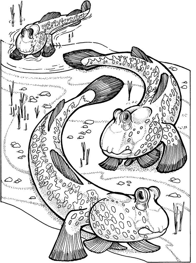 Desenho de Peixes para colorir e imprimir: número 35