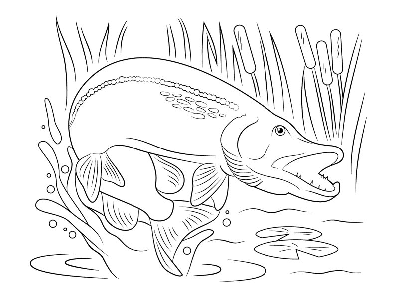 Desenho de Peixes para colorir e imprimir: número 36