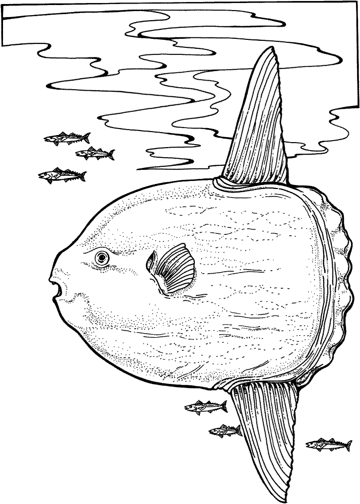 Desenho de Peixes para colorir e imprimir: número 37