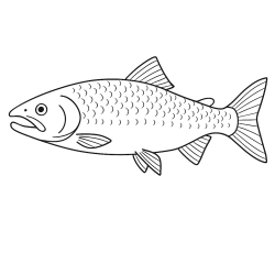 Desenho de Peixes para colorir