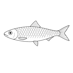 Desenho de Peixes para colorir