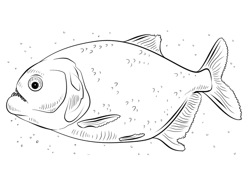Desenho de Peixes para colorir
