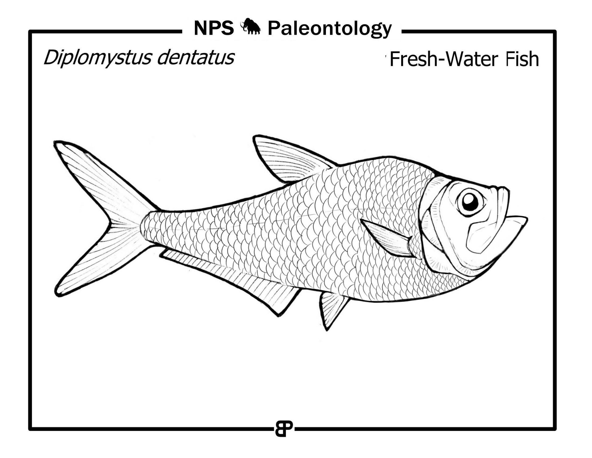 Desenho de Peixes para colorir