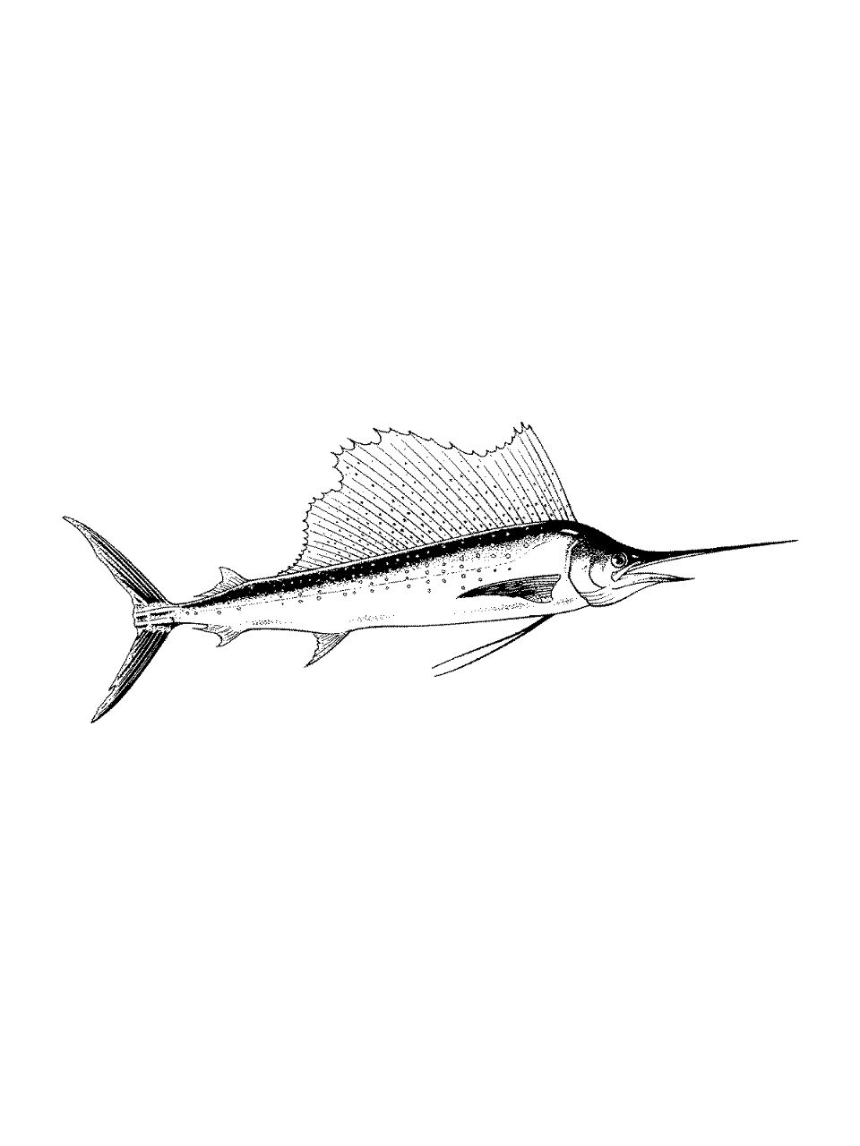 Desenho de Peixes para colorir