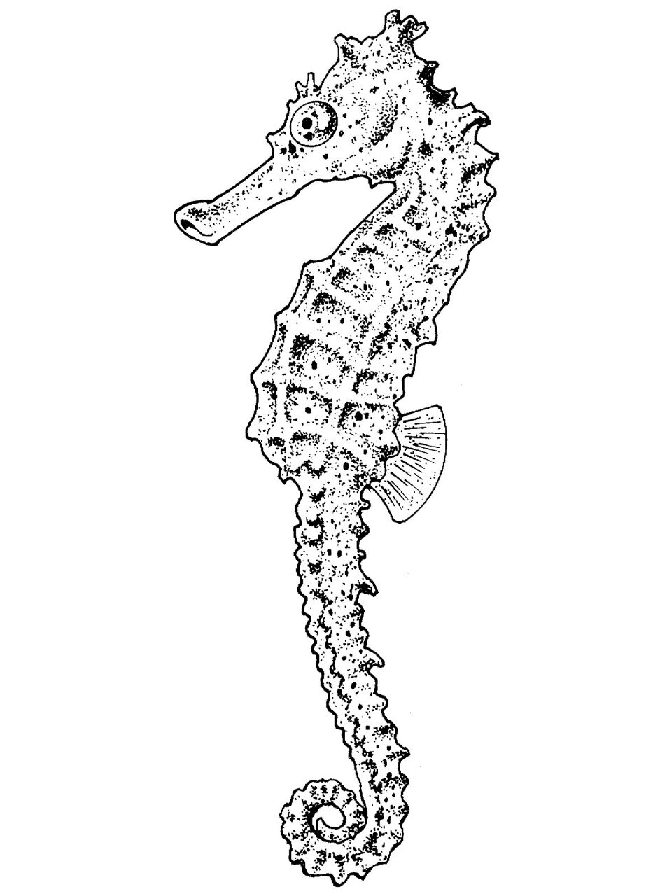 Desenho de Peixes para colorir