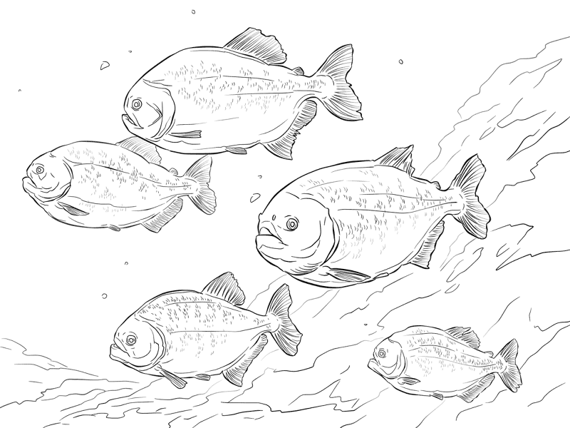 Desenho de Peixes para colorir
