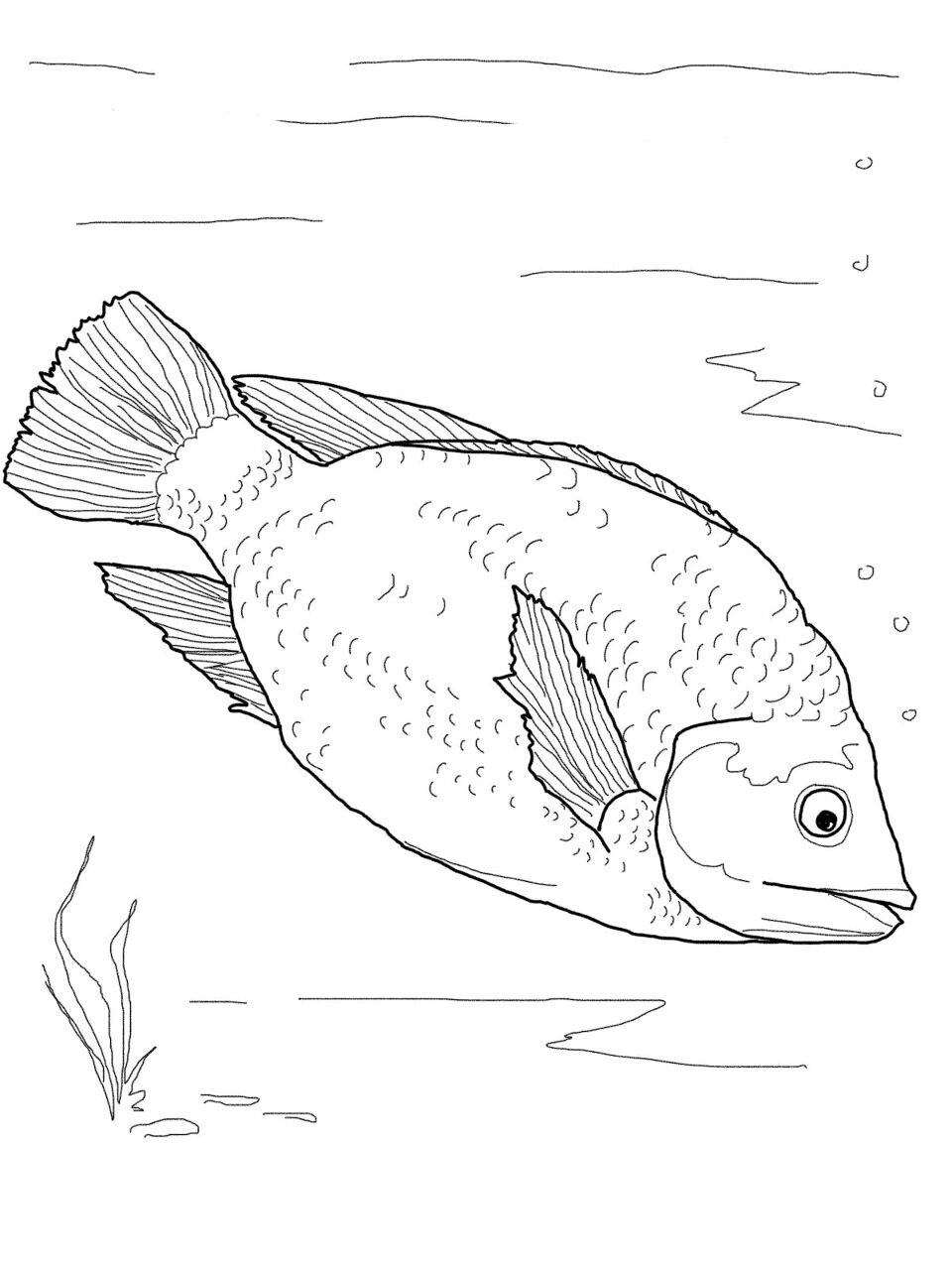 Desenho de Peixes para colorir