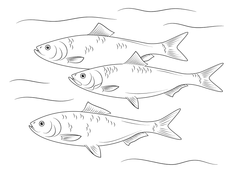Desenho de Peixes para colorir