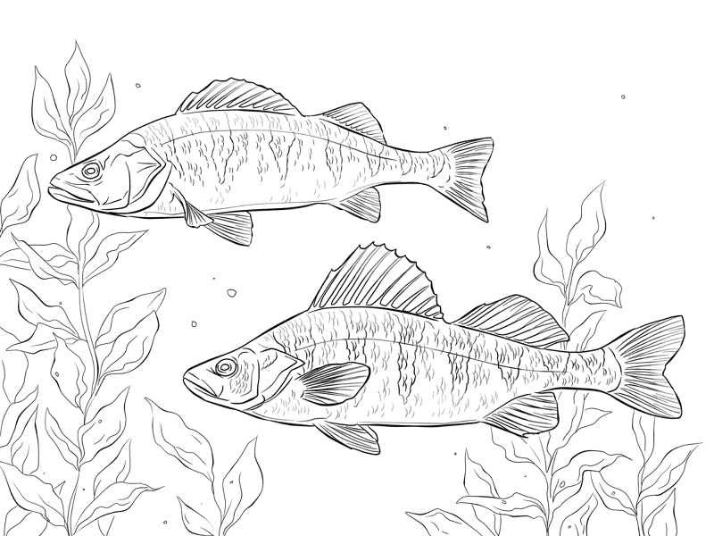 Desenho de Peixes para colorir