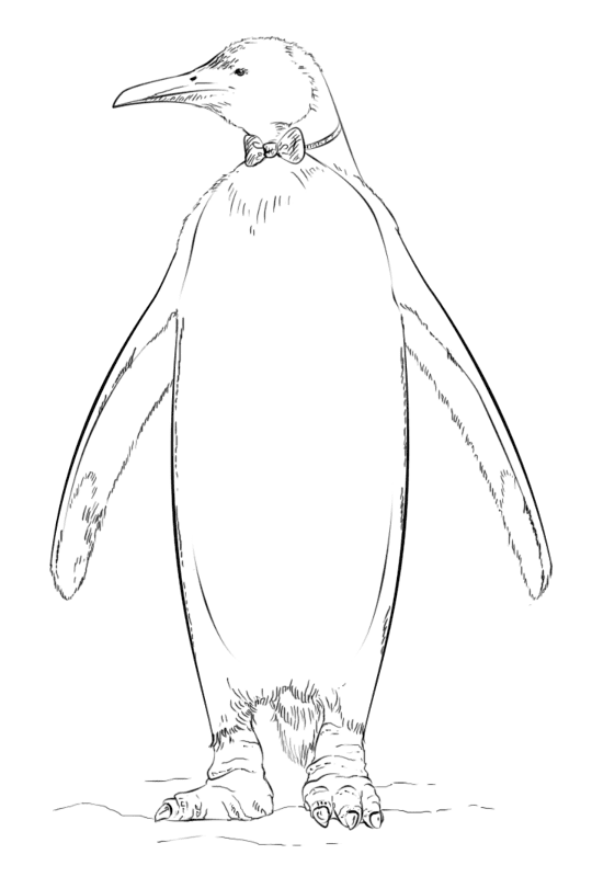 Desenho de Pinguins para colorir e imprimir: número 11