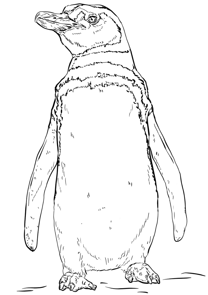 Desenho de Pinguins para colorir e imprimir: número 17