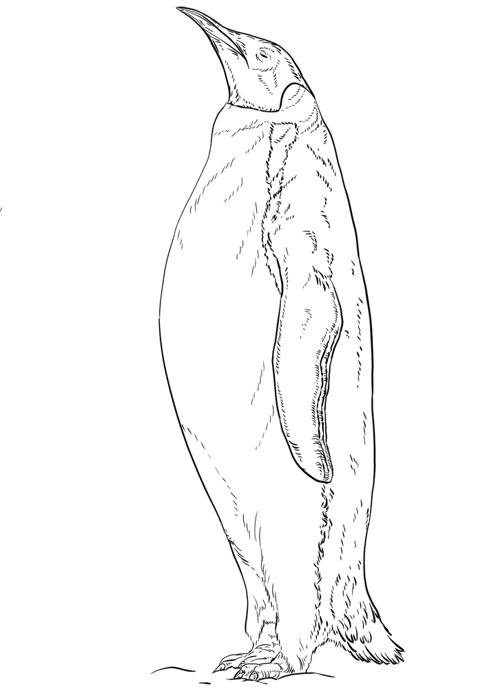 Desenho de Pinguins para colorir e imprimir: número 18