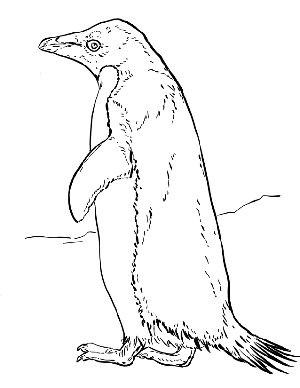 Desenho de Pinguins para colorir e imprimir: número 22