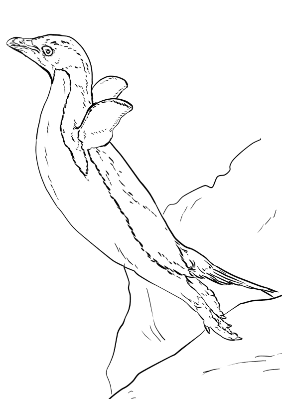 Desenho de Pinguins para colorir e imprimir: número 23