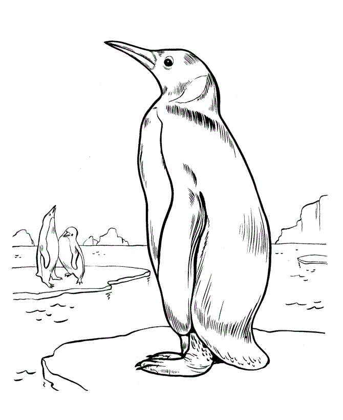 Desenho de Pinguins para colorir e imprimir: número 48