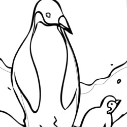 Desenho de Pinguins para colorir