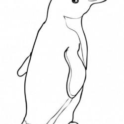 Desenho de Pinguins para colorir