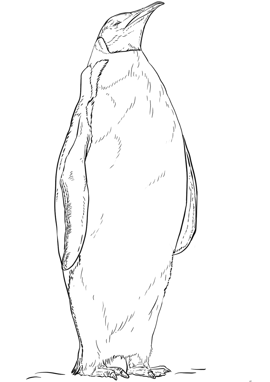 Desenho de Pinguins para colorir