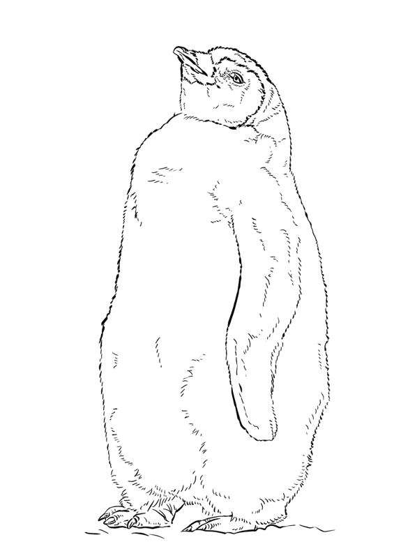 Desenho de Pinguins para colorir