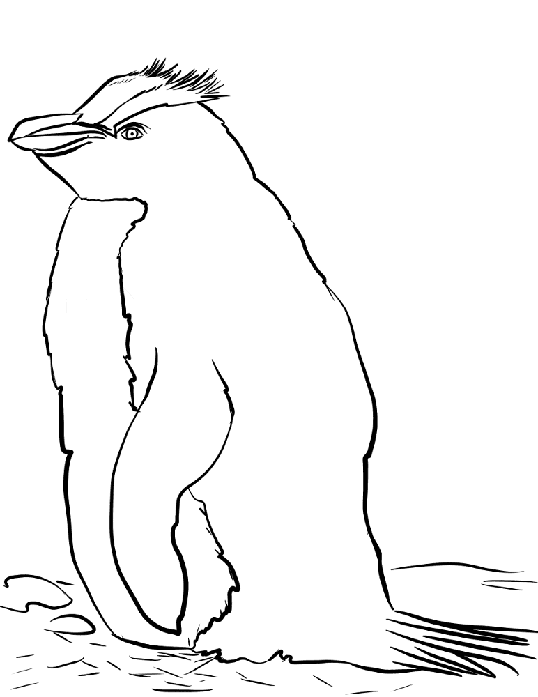Desenho de Pinguins para colorir