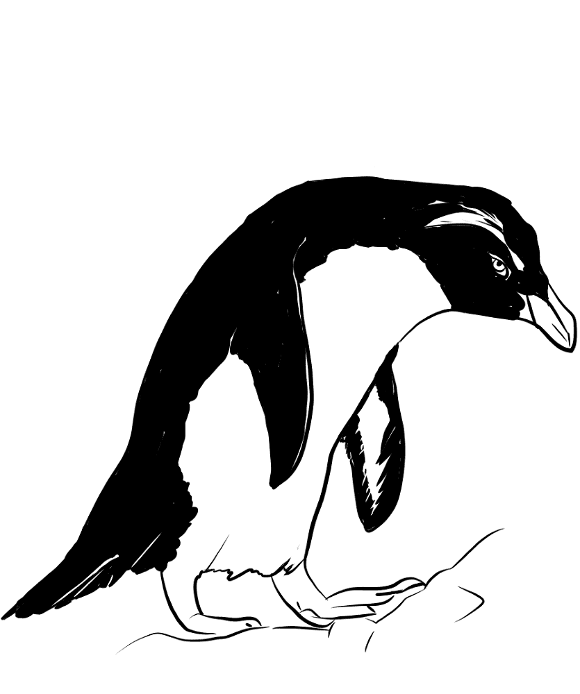Desenho de Pinguins para colorir