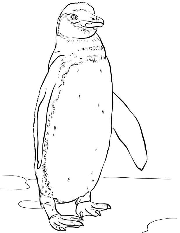 Desenho de Pinguins para colorir