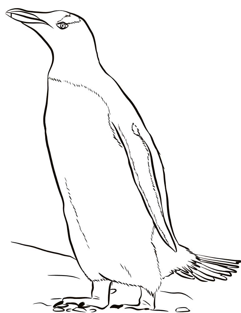 Desenho de Pinguins para colorir