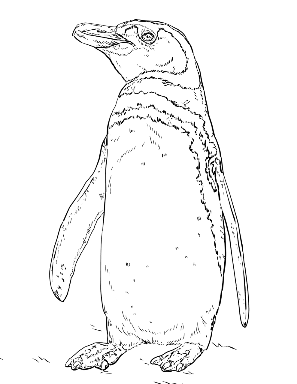 Desenho de Pinguins para colorir