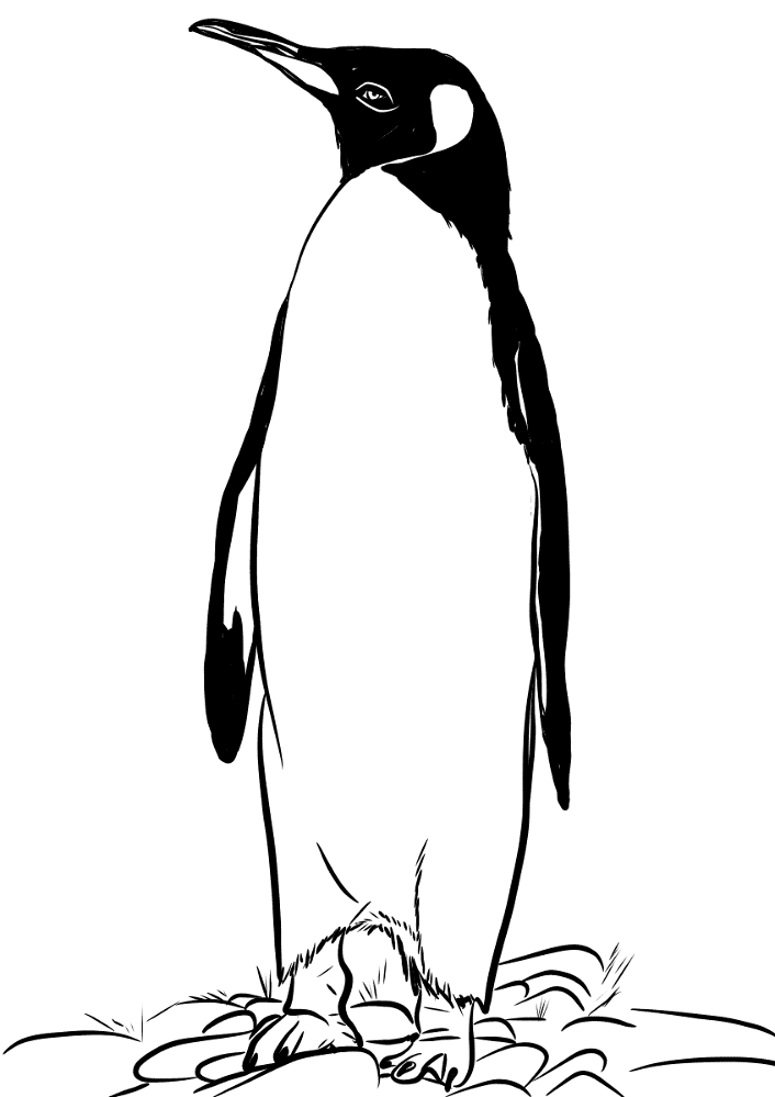 Desenho de Pinguins para colorir