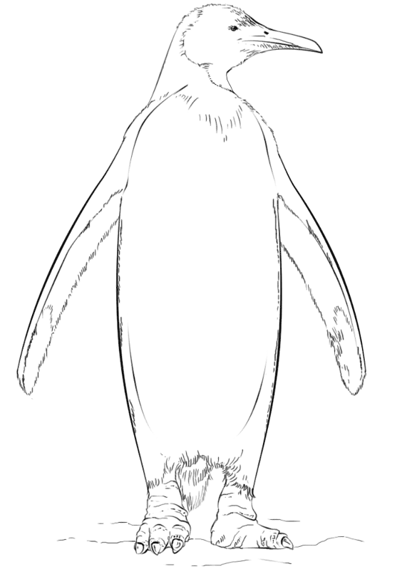 Desenho de Pinguins para colorir