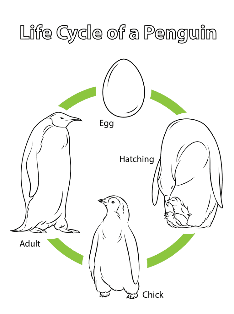 Desenho de Pinguins para colorir