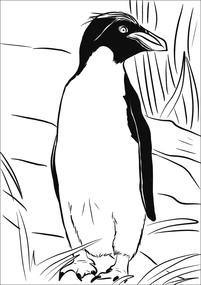 Desenho de Pinguins para colorir