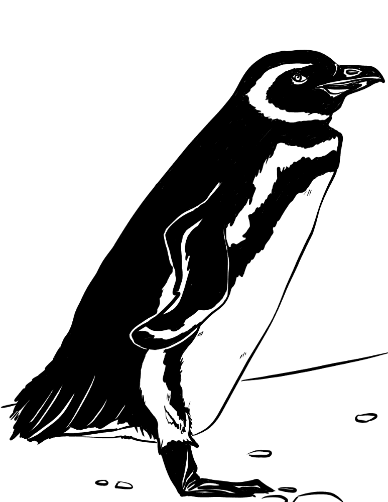 Desenho de Pinguins para colorir