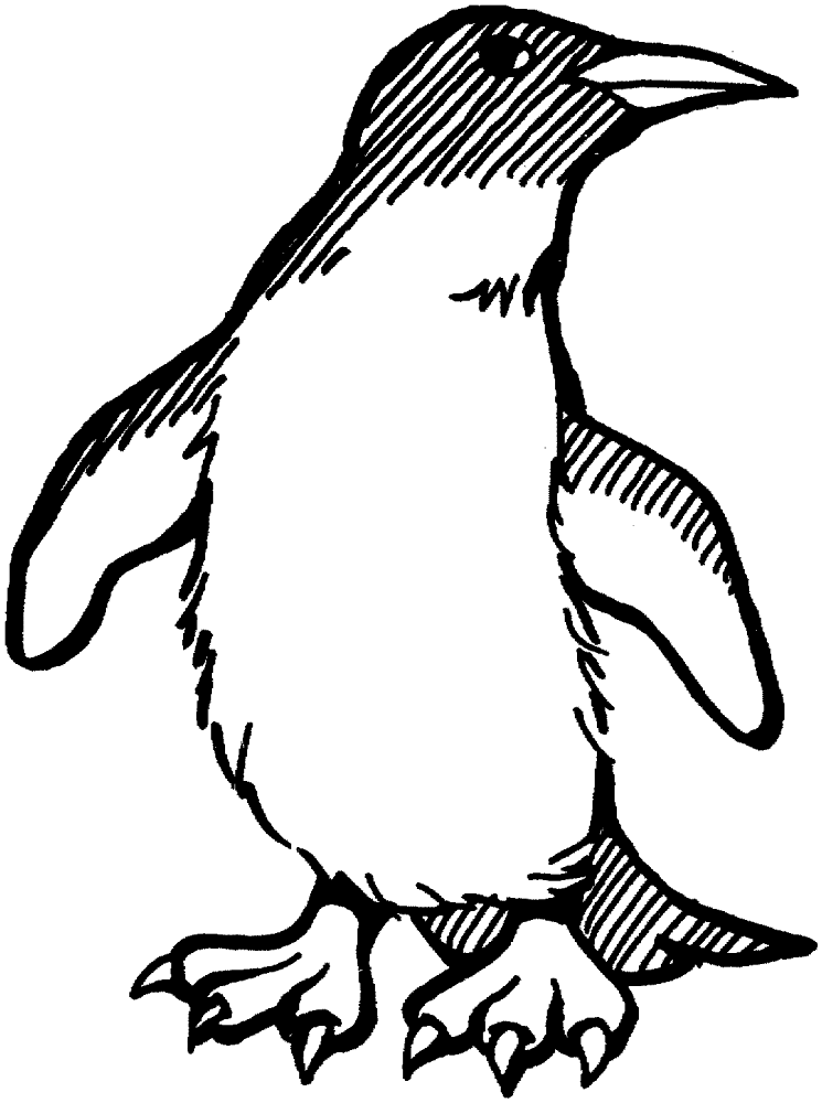 Desenho de Pinguins para colorir