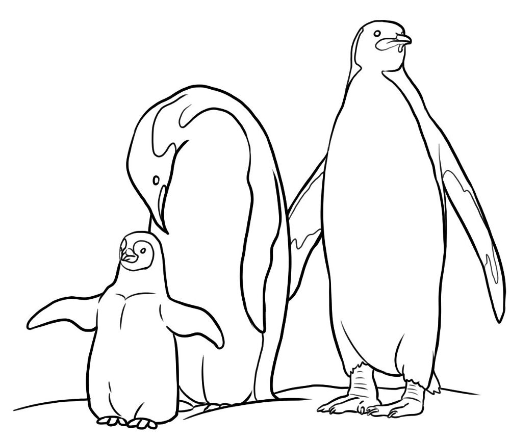 Desenho de Pinguins para colorir