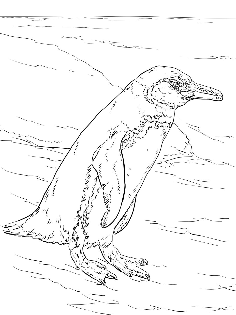 Desenho de Pinguins para colorir