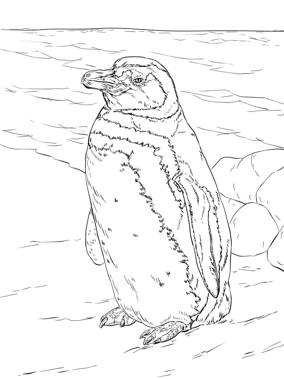 Desenho de Pinguins para colorir