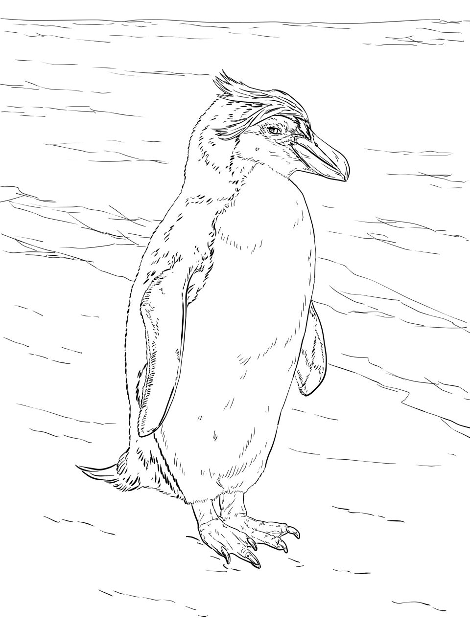 Desenho de Pinguins para colorir