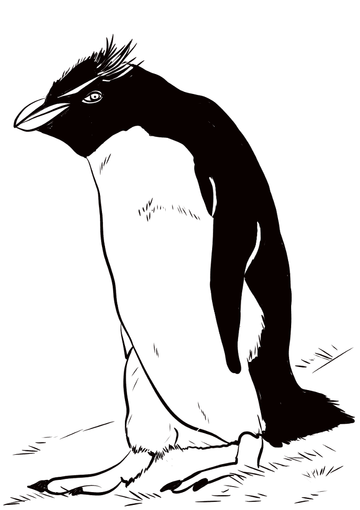Desenho de Pinguins para colorir
