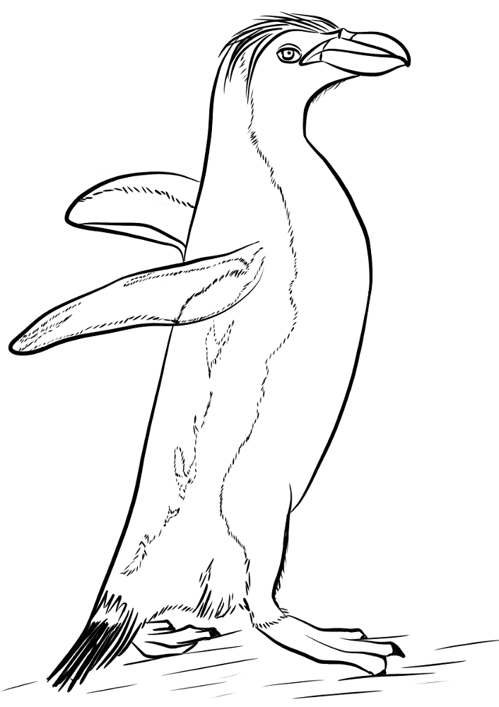 Desenho de Pinguins para colorir
