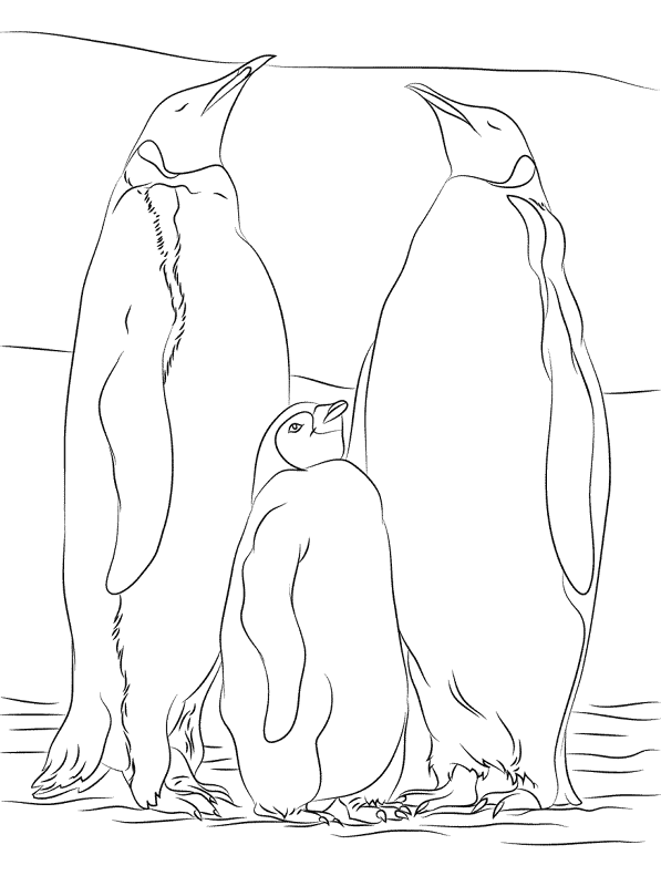 Desenho de Pinguins para colorir