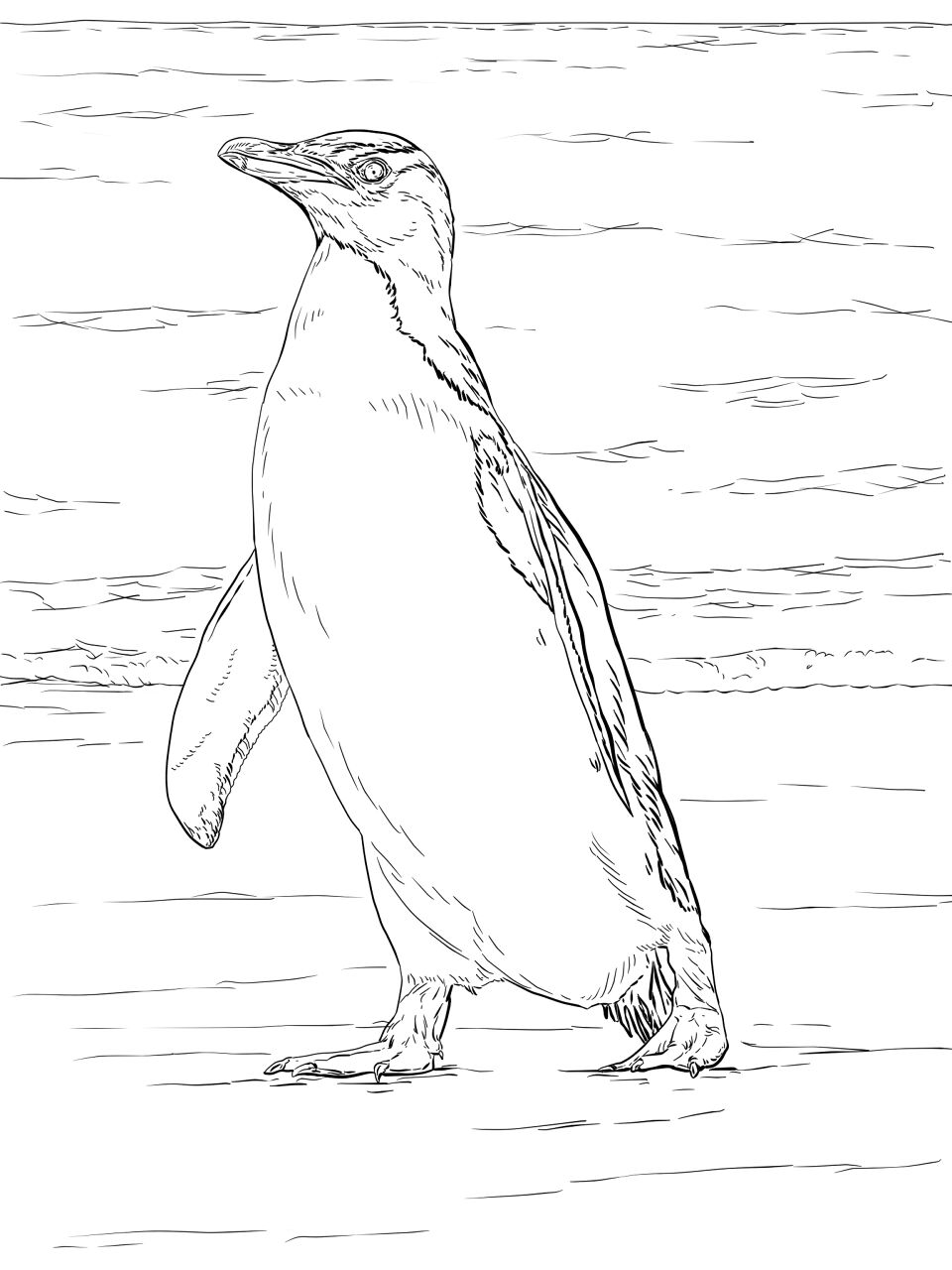 Desenho de Pinguins para colorir