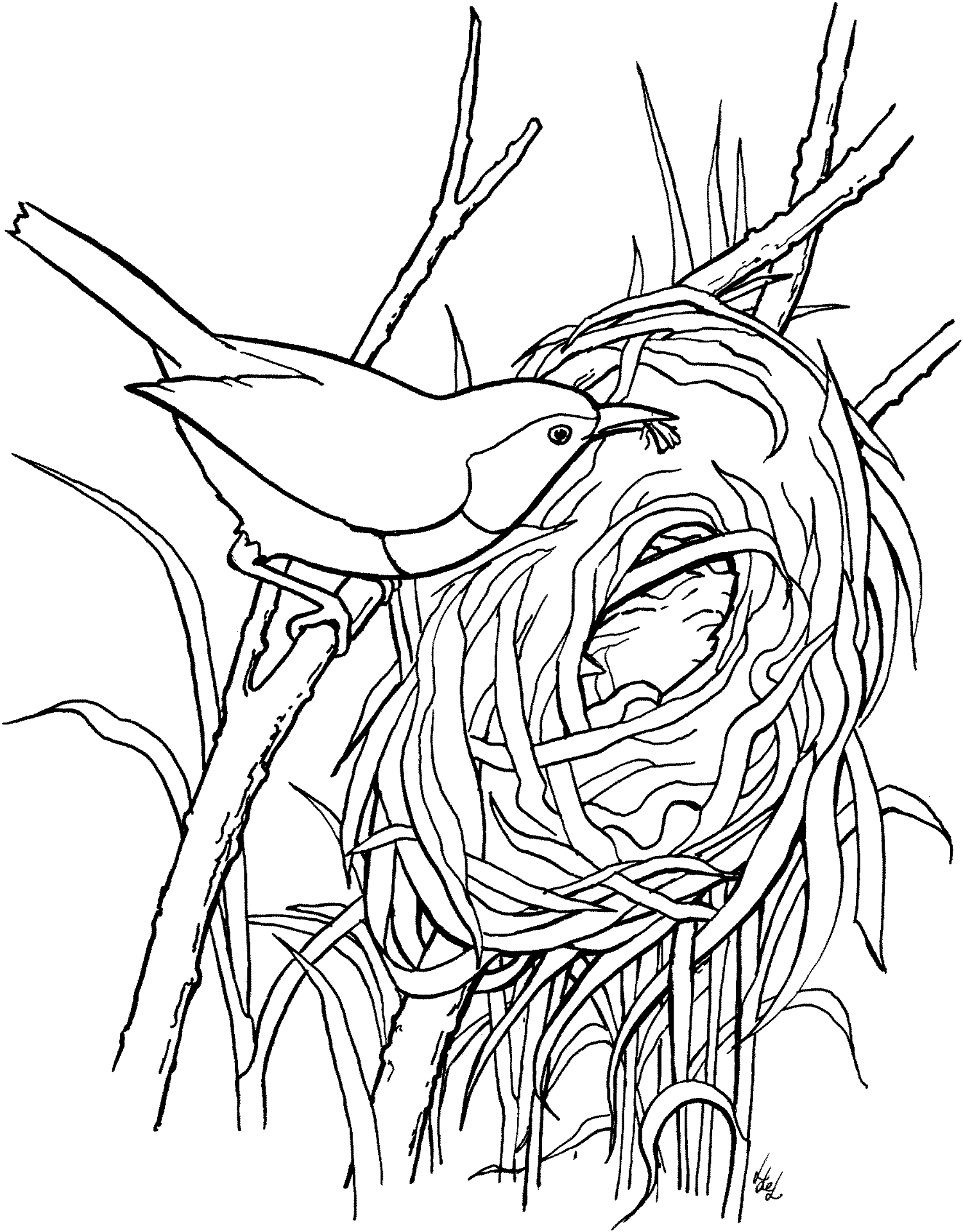 Desenho de Pisco para colorir e imprimir: número 4
