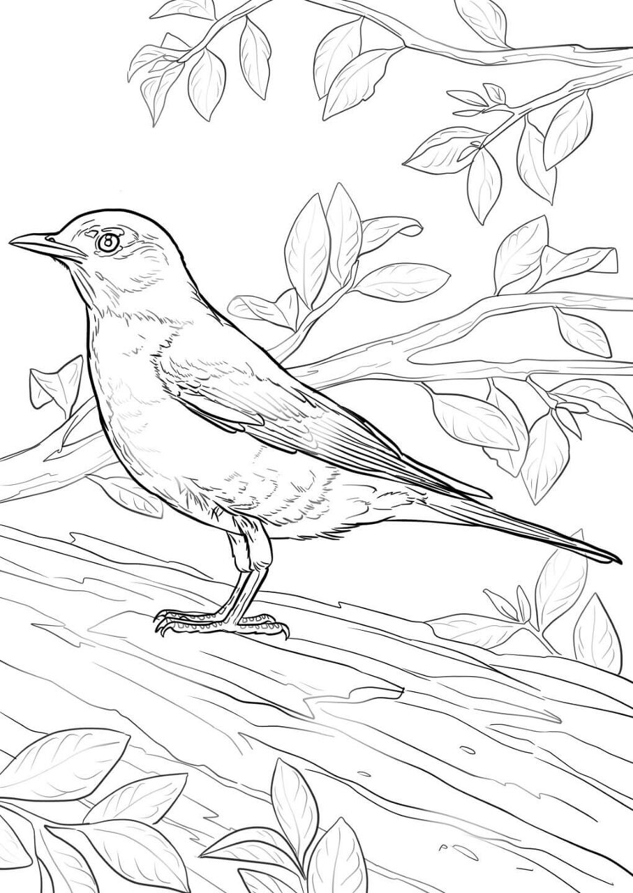 Desenho de Pisco para colorir e imprimir: número 5