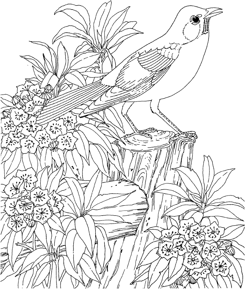Desenho de Pisco para colorir e imprimir: número 8