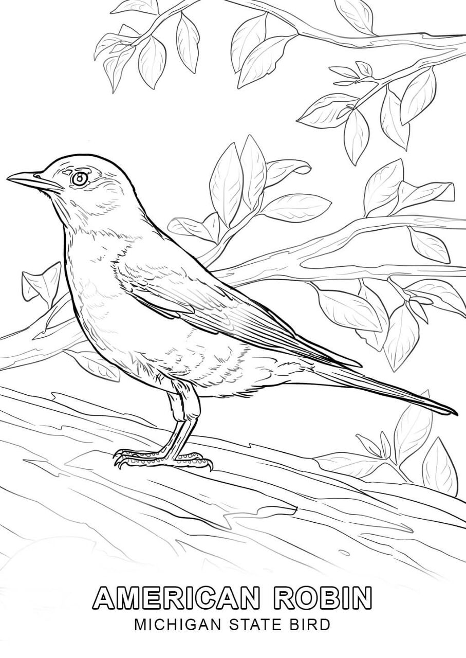 Desenho de Pisco para colorir e imprimir: número 12