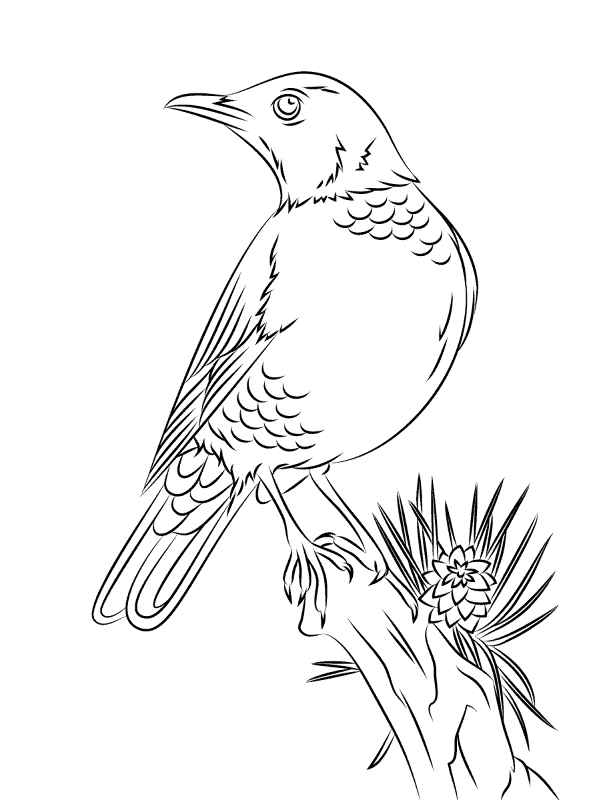 Desenho de Pisco para colorir e imprimir: número 14
