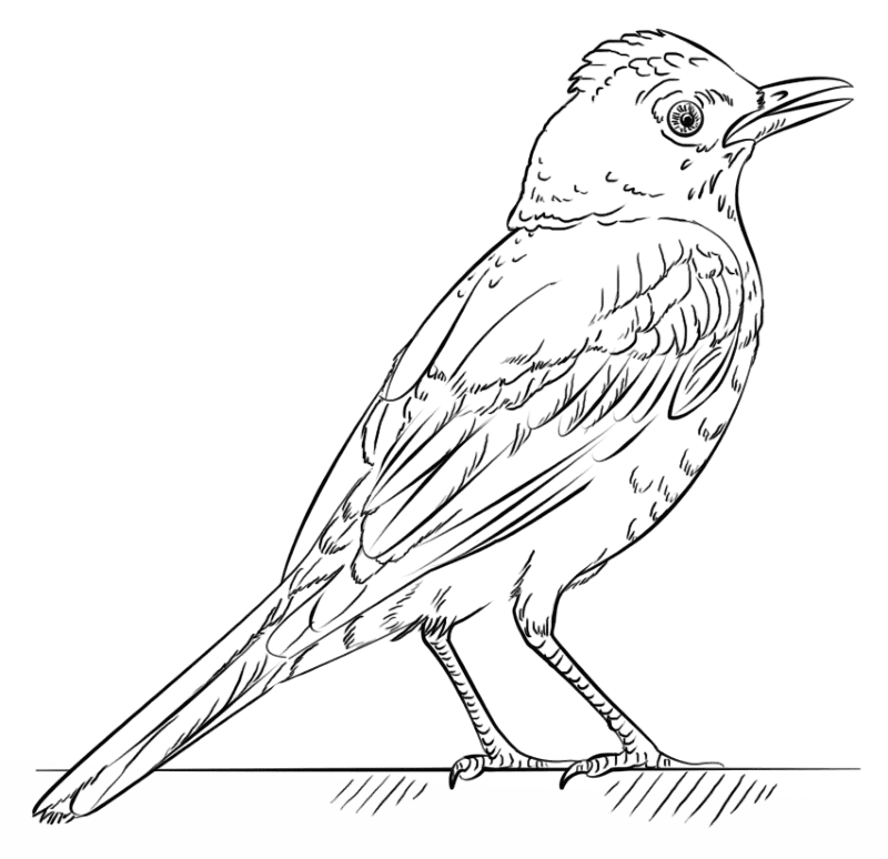 Desenho de Pisco para colorir e imprimir: número 16