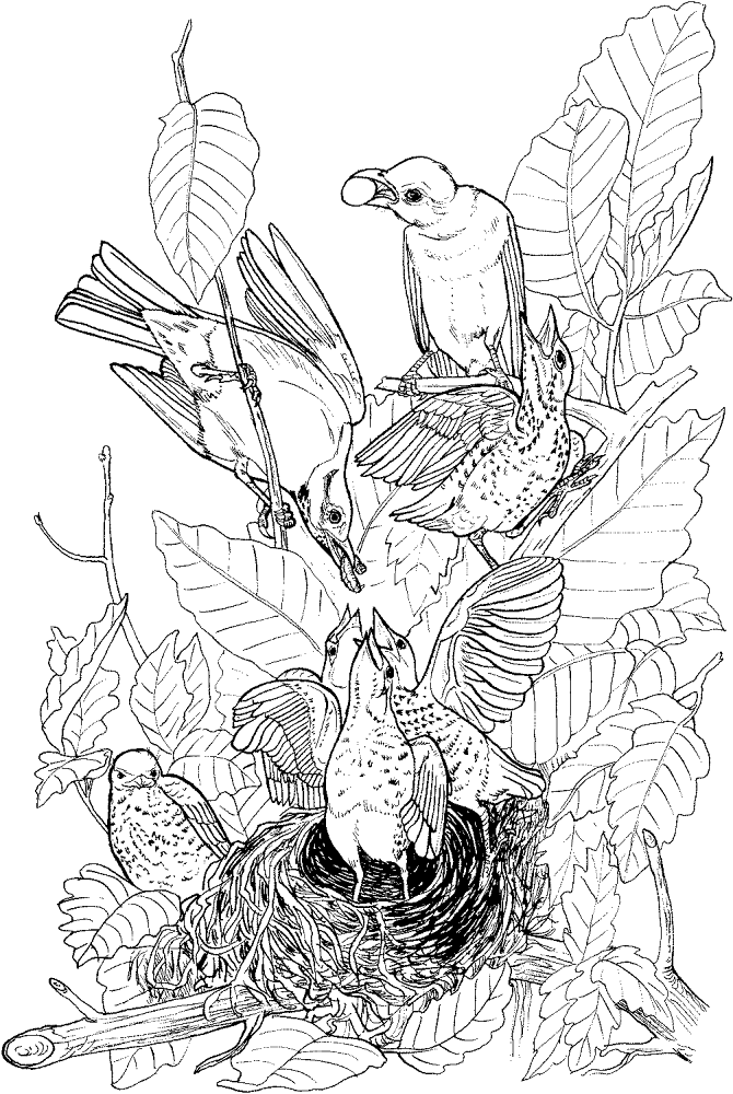 Desenho de Pisco para colorir e imprimir: número 19